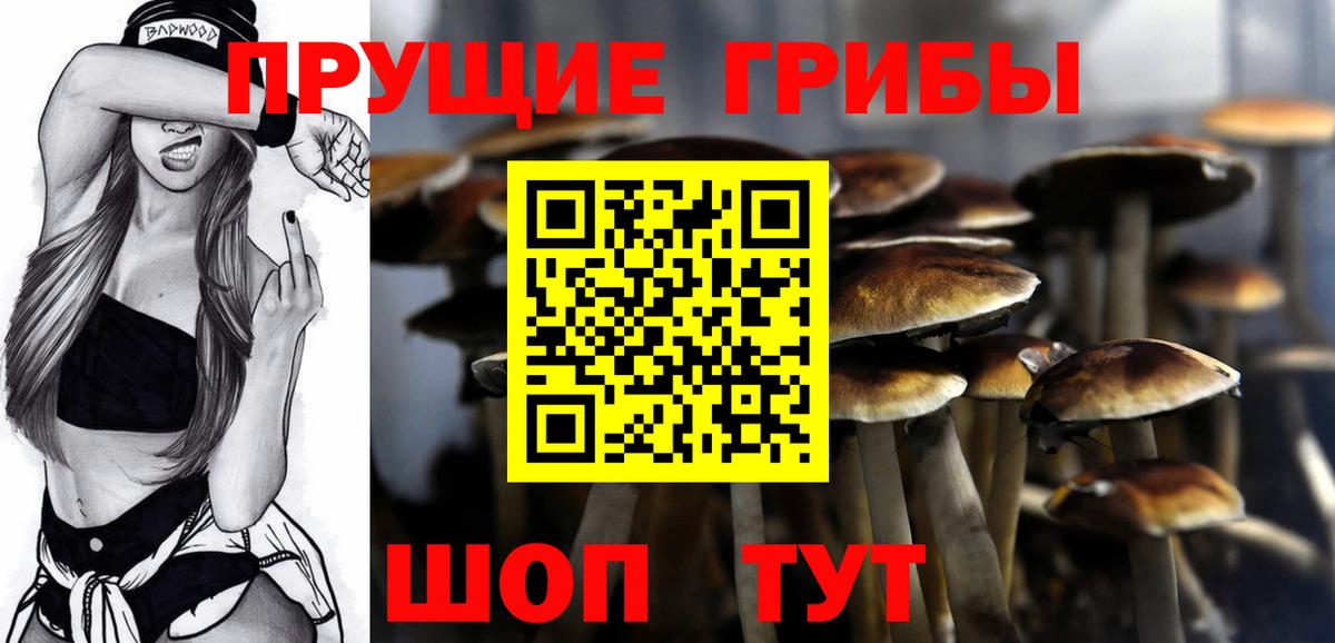 Галлюциногенные грибы Psilocybine cubensis Тамбов